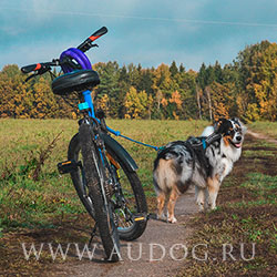 Велосипедная прогулка с собакой