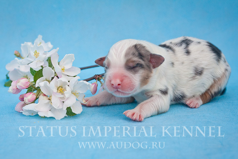 Status Imperial - аусси и... китайские хохлатые собаки :) 1