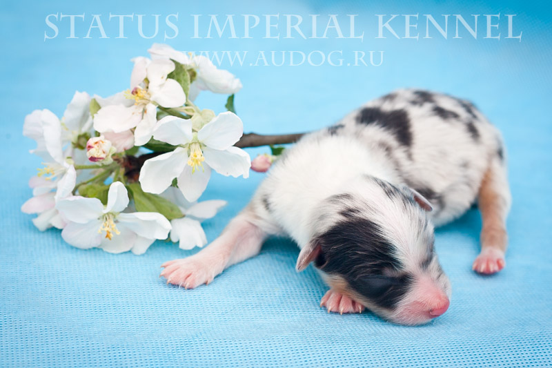 Status Imperial - аусси и... китайские хохлатые собаки :) 2