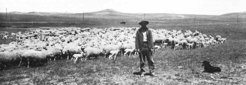 овцеводство в Америке