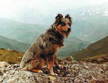 Пиренейская овчарка Mab du Hic