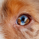 разный цвет глаз у собак