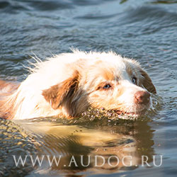 Плавание с собакой