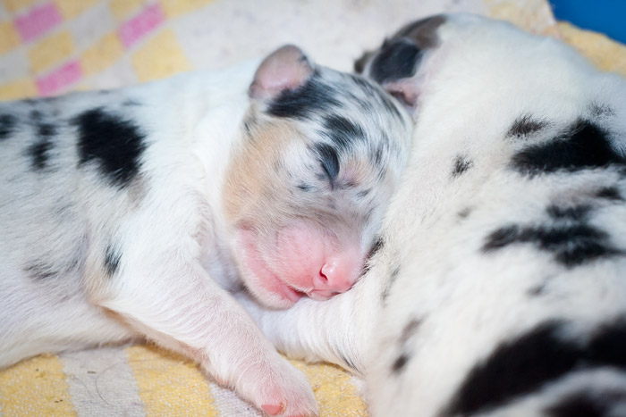 новорожденные щенки пекинеса фото