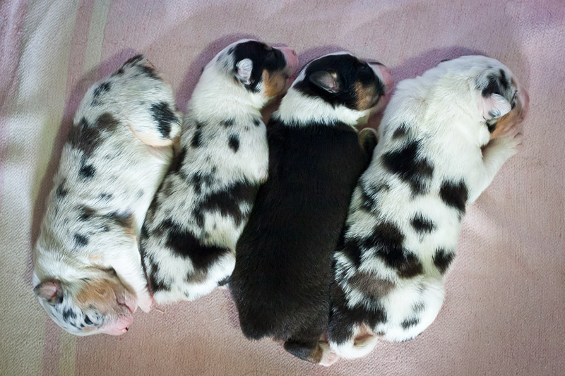 Фото австралийской овчарки - новорожденные щенки аусси - маленькие щенки  австралийской овчарки
