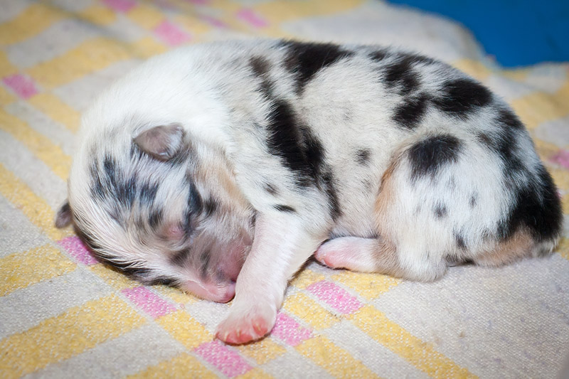 Фото австралийской овчарки - новорожденные щенки аусси - маленькие щенки  австралийской овчарки