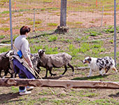 Скип пасёт овечек