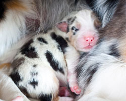 новорожденные щенки австралийской овчарки