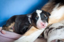 новорожденные щенки аусси