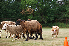 австралийская овчарка фото
