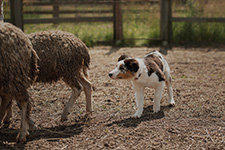 австралийская овчарка фото